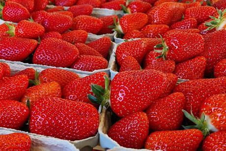 Erdbeeren Hoogstraten
