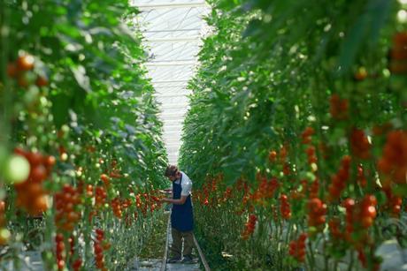 Tomato greenhouse