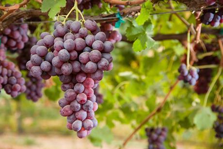 California red grapes Adobe Stock