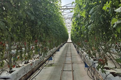 Tomato test farm in Almeria Rijk Zwaan