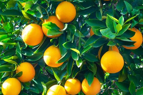 Valencia oranges