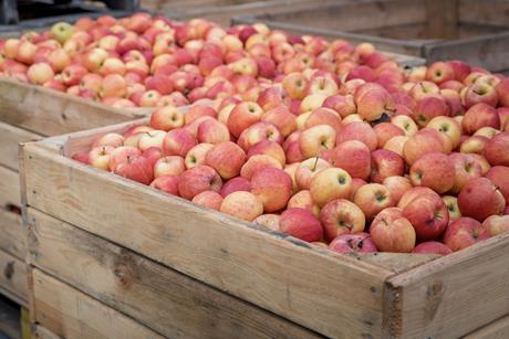 Polish apples in crates Adobe Stock