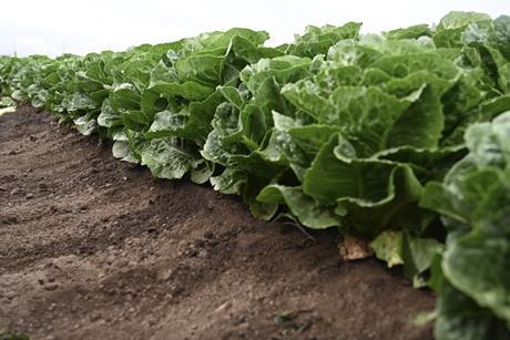 Syngenta Vegetable Seeds lettuce Salinas
