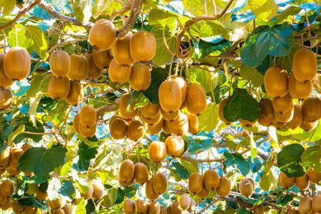 Kiwifruit