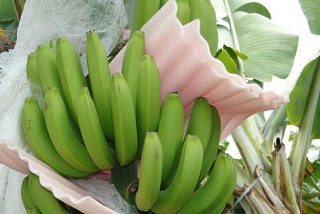 Peru: Bananenexporte erholen sich