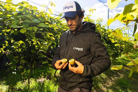 Jingold yellow kiwifruit production