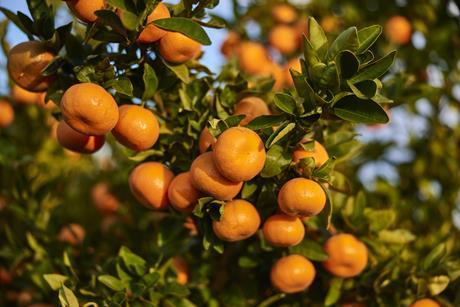 AU Australia Costa Group Vitor Citrus