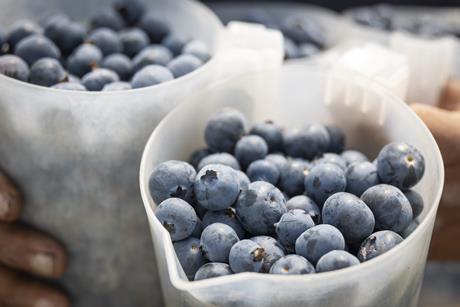 OZblu Zimbabwean blueberries
