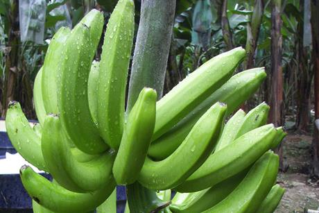 Ecuador Bio-Bananen - Produktion & Verpackung (22)
