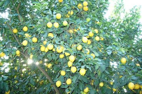 Argentinien_cosechando limones_Zitronen_Betina Ernst (1)