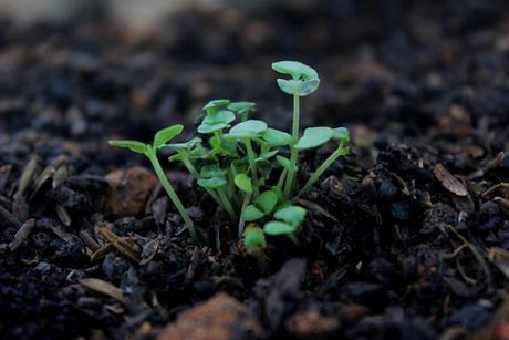 Soil
