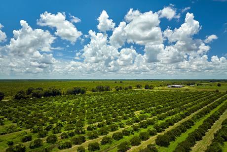 Florida orange groves