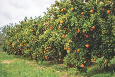 Citrus