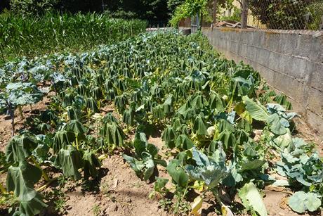 Extreme weather poses a growing risk to the UK’s food supply resilience
