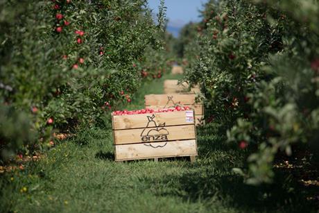 NZ Enza apples Turners and Growers BayWa