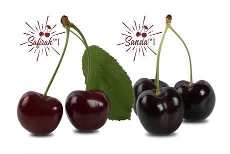 World Fresh Exports Sansia and Safirah cherries Canada