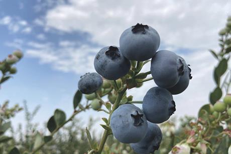 Fruitist blueberries