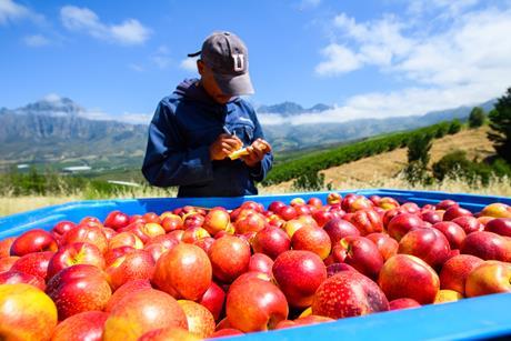 South Africa stonefruit arvest in bins Hortgro