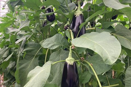 BE aubergines