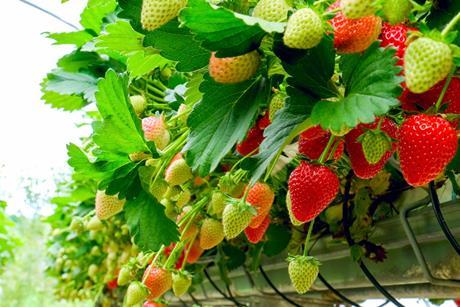 Strawberries