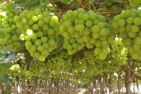 Egyptian grapes