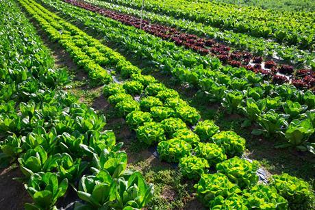 Tomer warns that a varietal trial is only a step toward commercialising a variety, not commercialisation itself