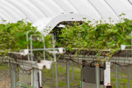 Thorvald 3 is treating 20 per cent of strawberry tabletops in the UK