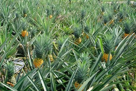 Malaysian pineapples