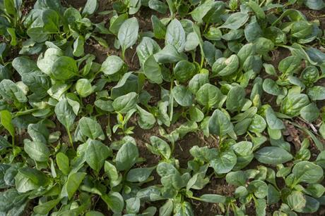 New Zealand spinach