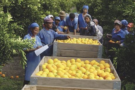 South African citrus