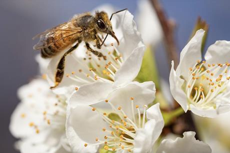 Bee pollinating stonefruit flower