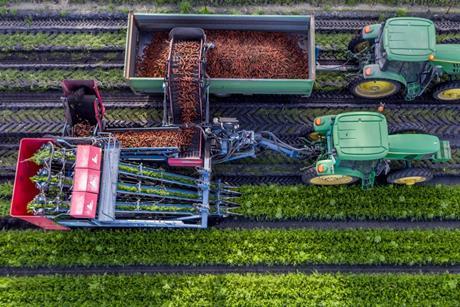 Australian carrot harvest
