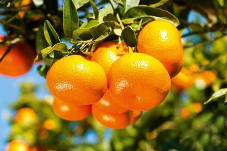 Albanian mandarins