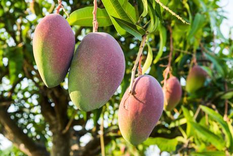 Taiwan mangoes production Adobe Stock