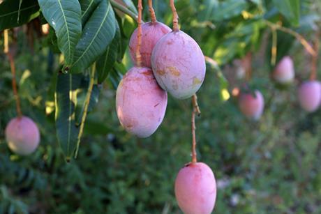 BR Brazilian mangoes