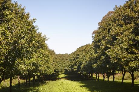 Australian Macadamia trees