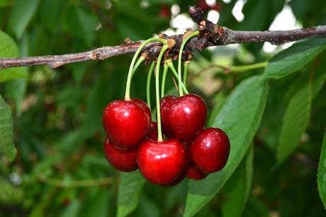 TR Lotus Fruit cherries on tree