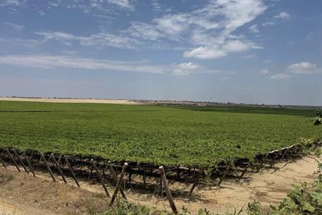 Camposol Piura grape farms A