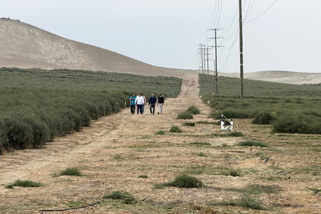 Wealmoor’s production in Northern Peru