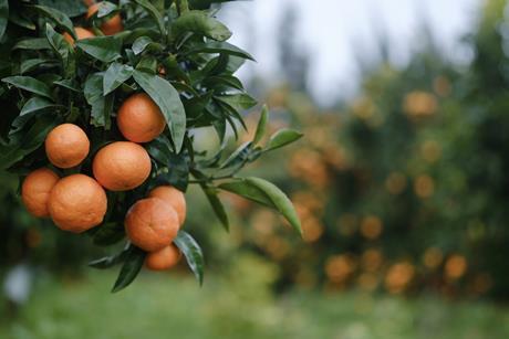 Mandarin trees South Africa Adobe Stock