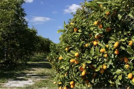 Moroccan citrus