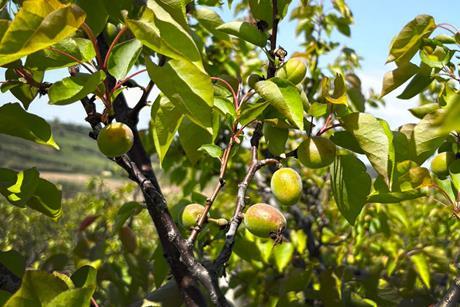 Southern Italy stonefruit Kölla Italia