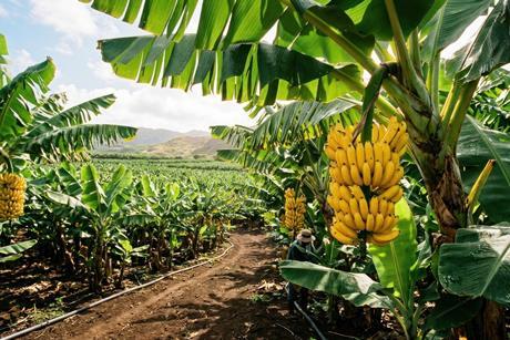 Cavendish bananas dominate global production