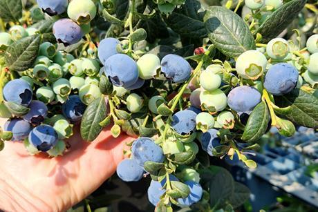 MegaEarly blueberries South Africa