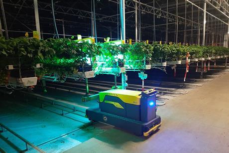 VLAM UV-C robot in the greenhouse