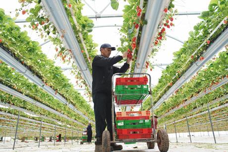 Strawberries are the top selling product by value sales in the UK
