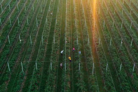 RS Takovo blueberry production