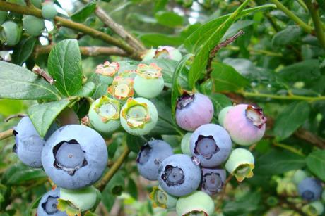 Heidelbeeren am Strauch