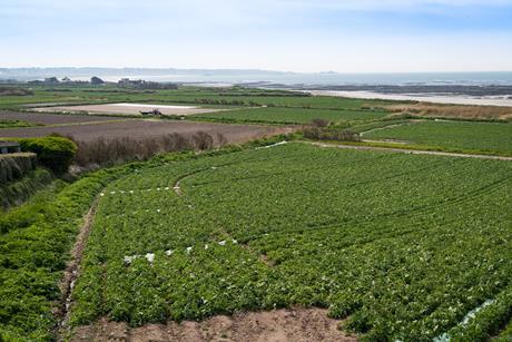 Jersey potato farm L'Etacq