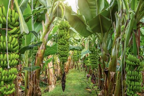 Ecuador banana production Adobe Stock